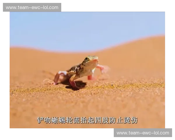 绝境之下的红海突围：当中足号撞上沙漠绿鹰，这不只是一场球赛